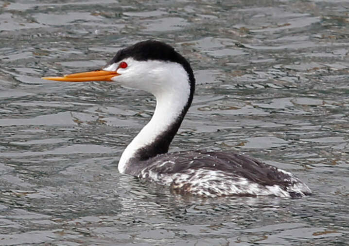 صورة Aechmophorus Coues 1862