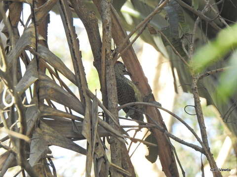 صورة Campethera abingoni constricta Clancey 1965