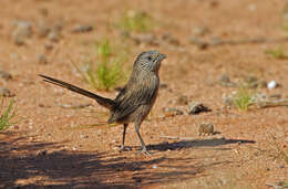 Image of Thick-billed Grasswren