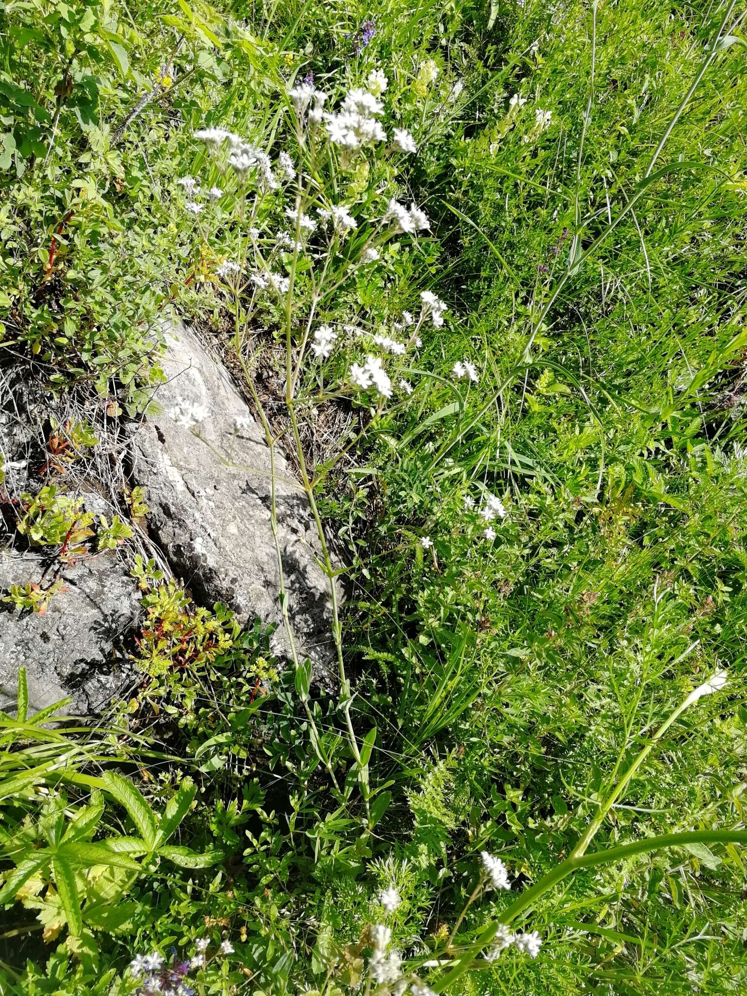 Image of Gypsophila altissima L.