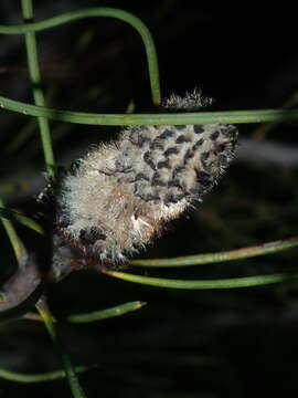 Imagem de Isopogon divergens R. Br.