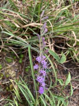 Слика од Liatris microcephala (Small) Schumann