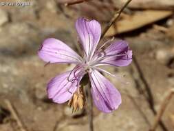 Image of Dianthus strictus Banks & Solander