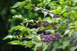 Image de Callicarpa pedunculata R. Br.