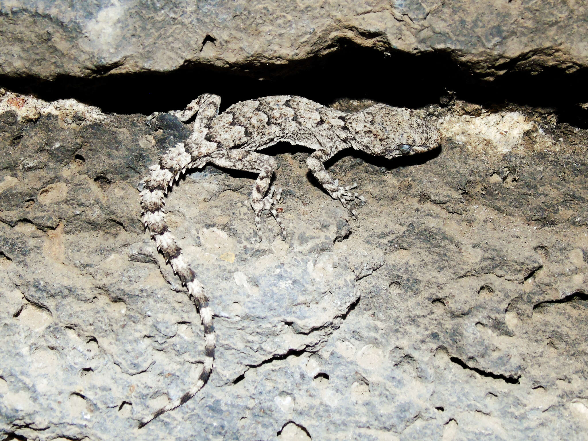 Mediodactylus heterocercus (Blanford 1874) resmi