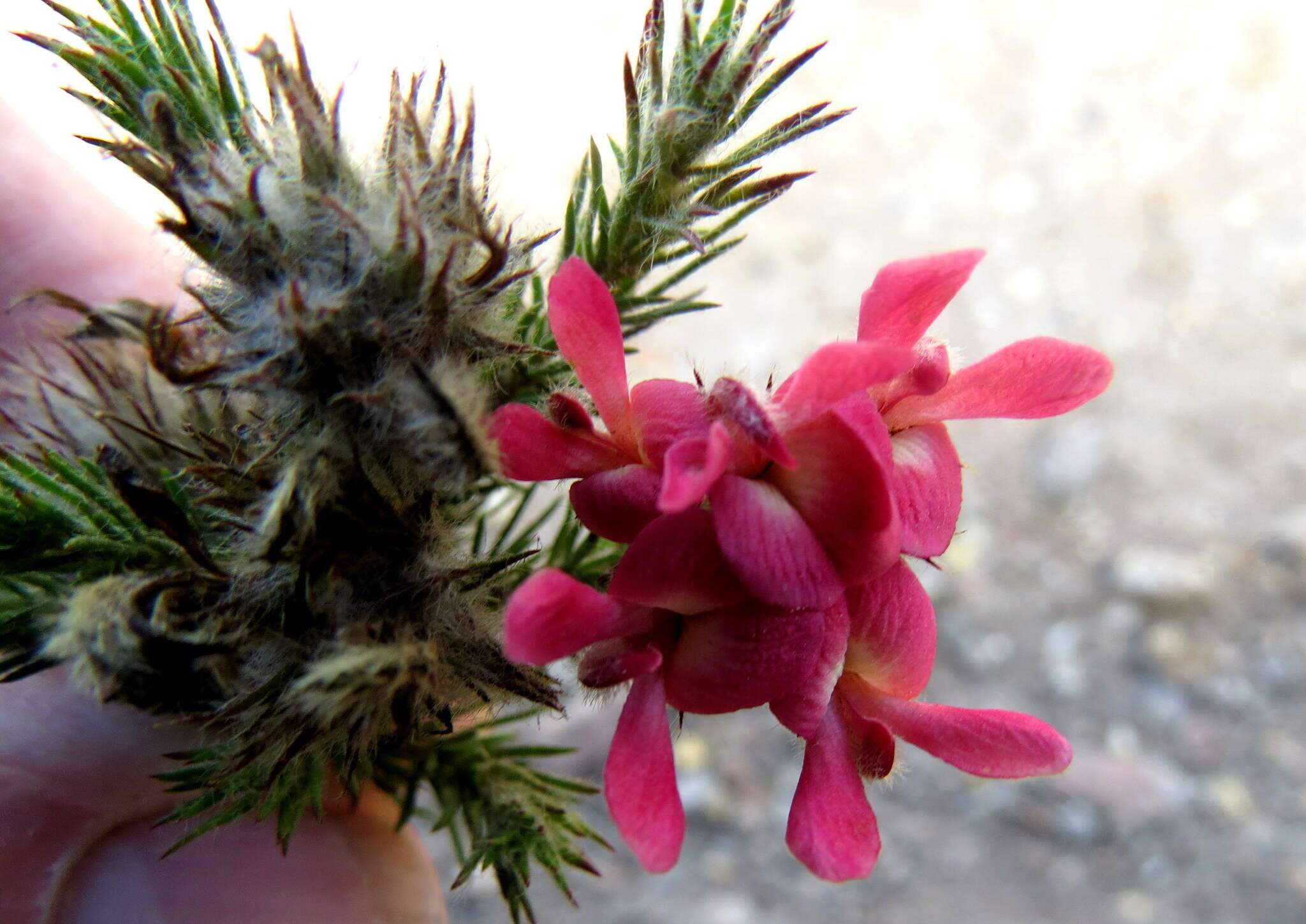 Image of Aspalathus rosea R. Dahlgren