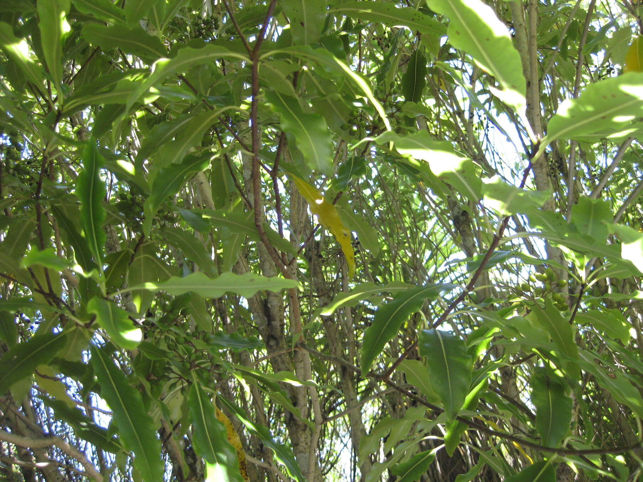 Image de Pittosporum eugenioides A. Cunn.