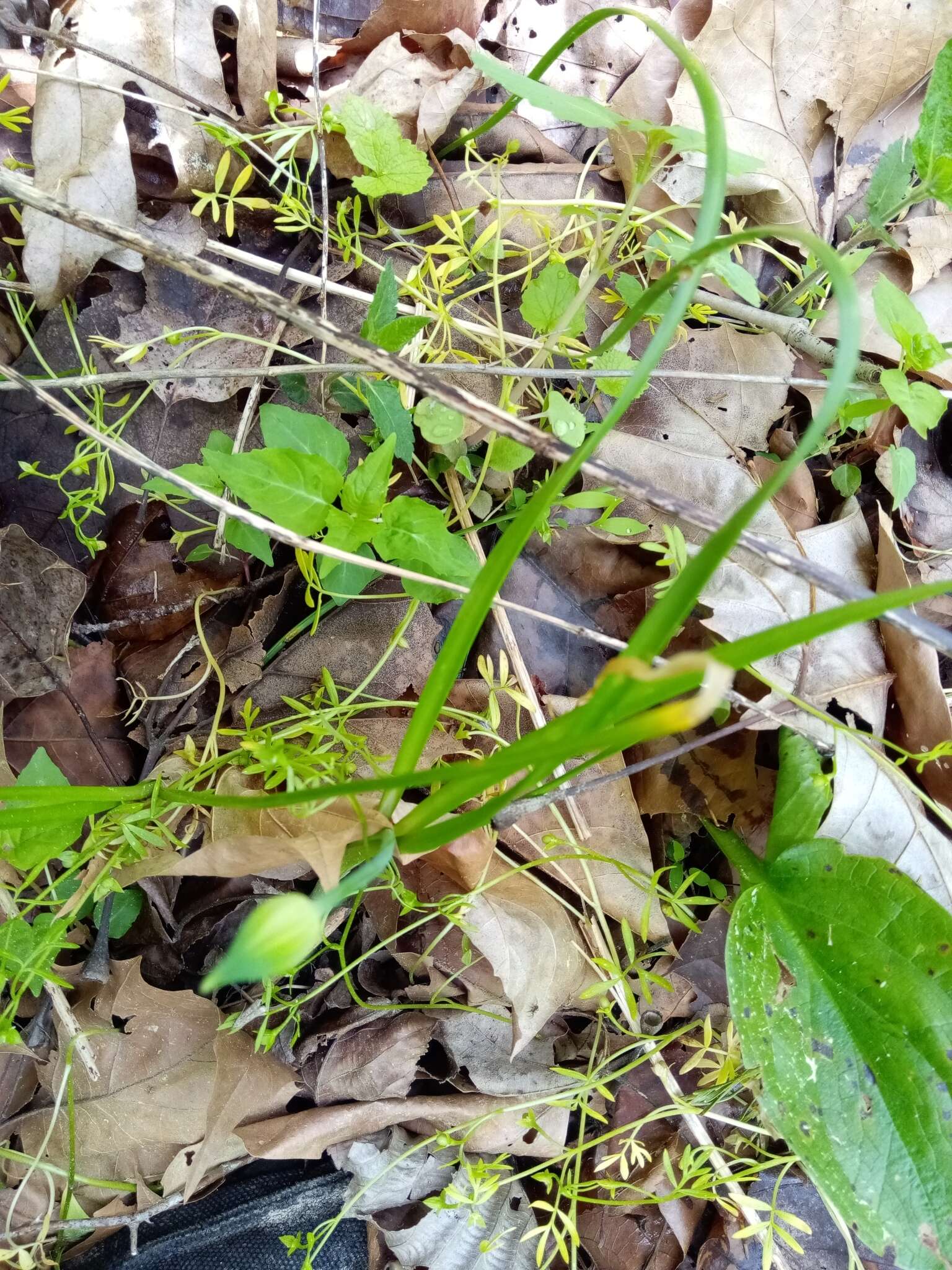 Imagem de Puccinia asparagi DC. 1805