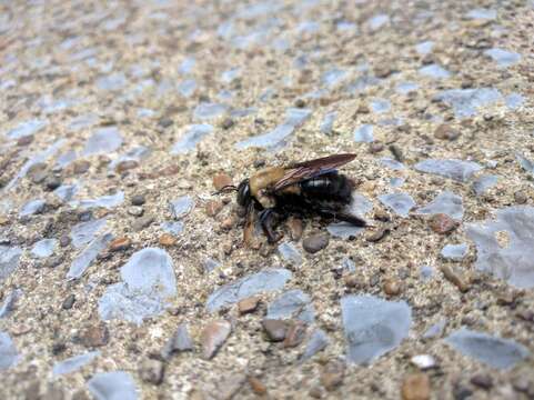 Image de Xylocopa virginica virginica (Linnaeus 1771)