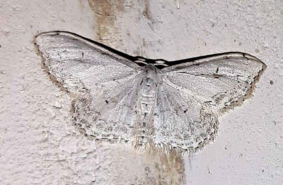 Image of Idaea textaria Lederer 1861