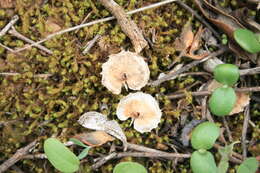 Image of <i>Anthyllis circinnata</i>
