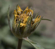 Image of Nevada helianthella