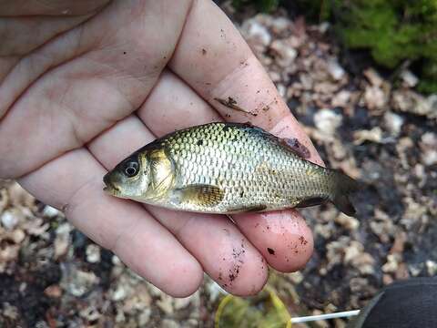 Image of Crucian Carp