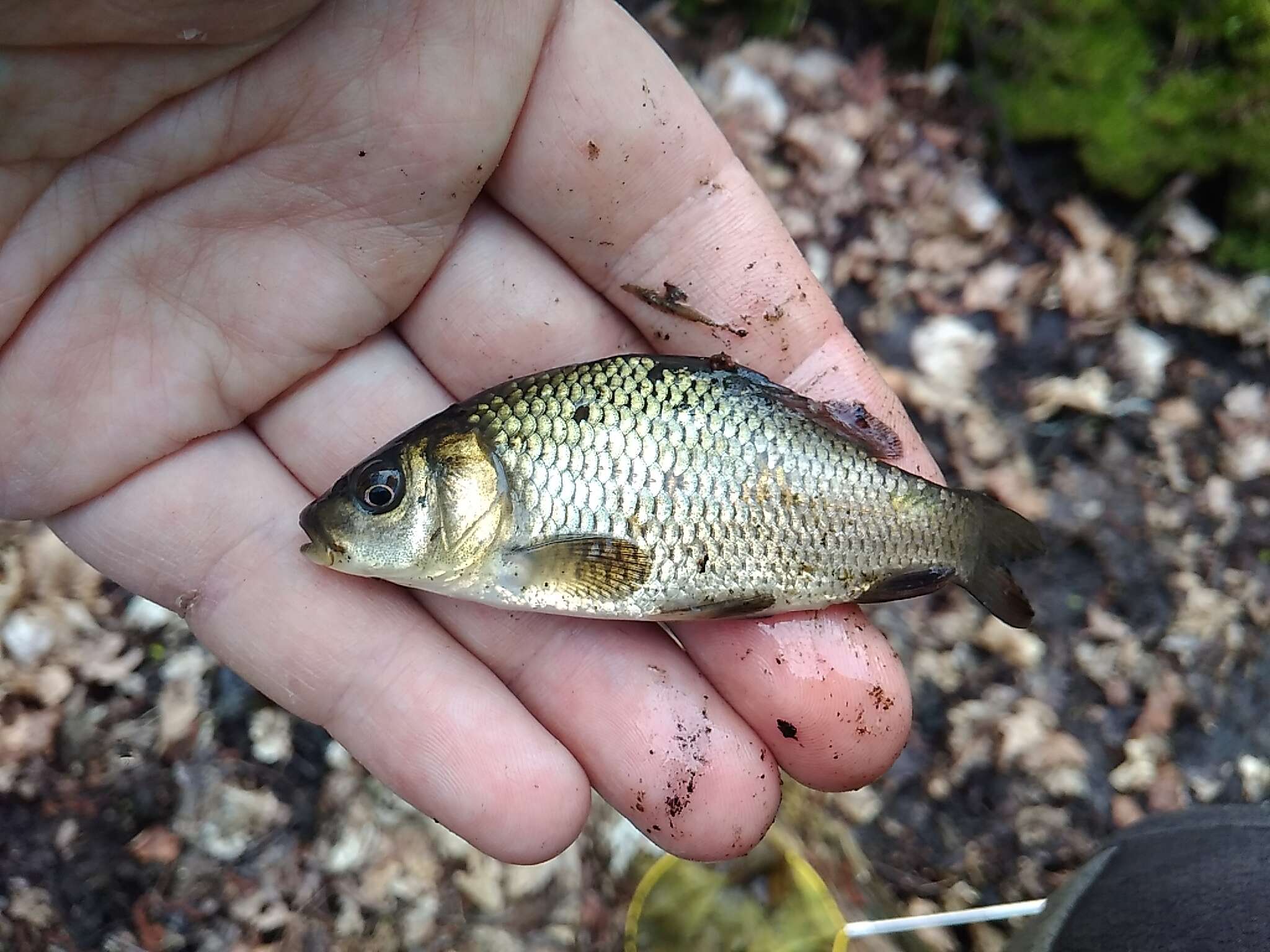 Image of Crucian Carp