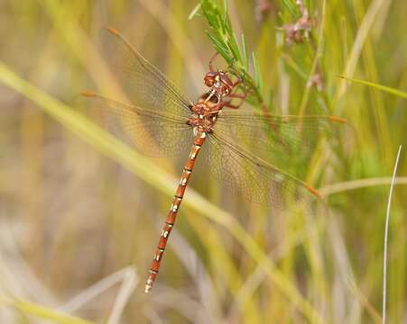 Image of Archaeosynthemis orientalis Tillyard 1910