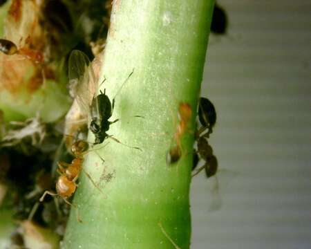 Image of Cowpea aphid