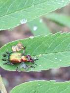 Image of poplar leaf-rolling weevil