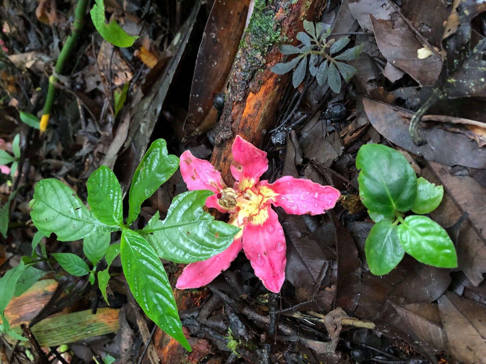 Image of Ceiba lupuna P. E. Gibbs & Semir