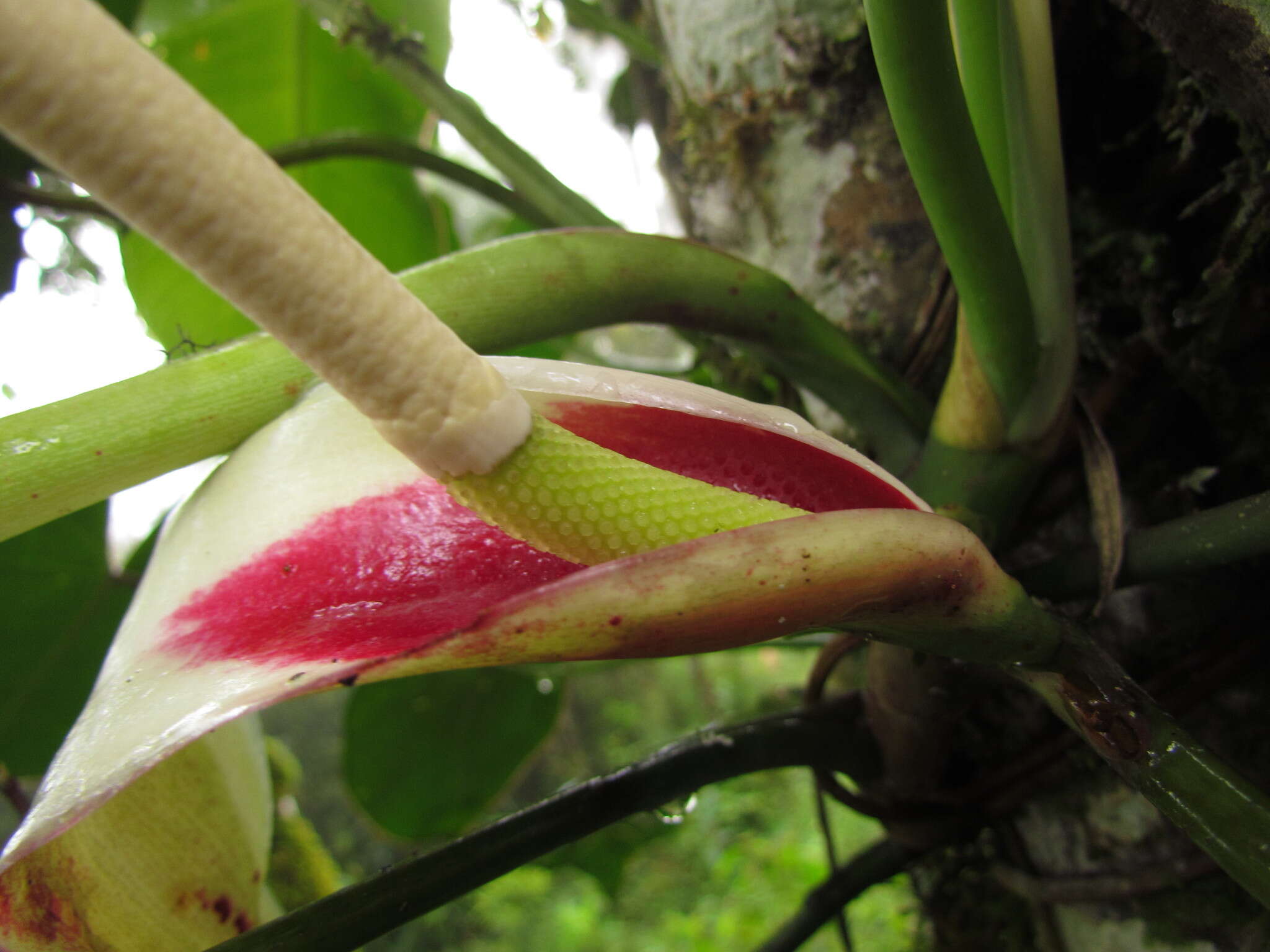 Philodendron meridionale Buturi & Sakur. resmi