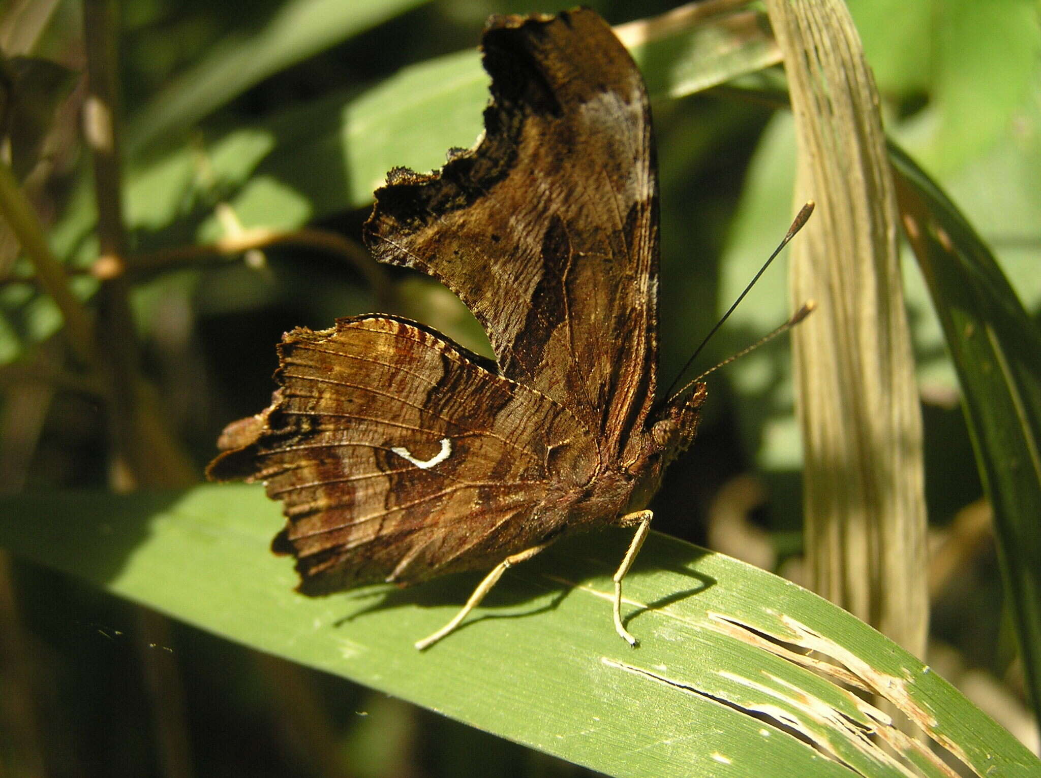 Image of Satyr Comma