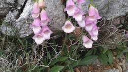 Imagem de Digitalis minor L.