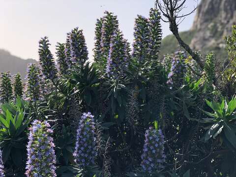 Echium acanthocarpum Svent. resmi