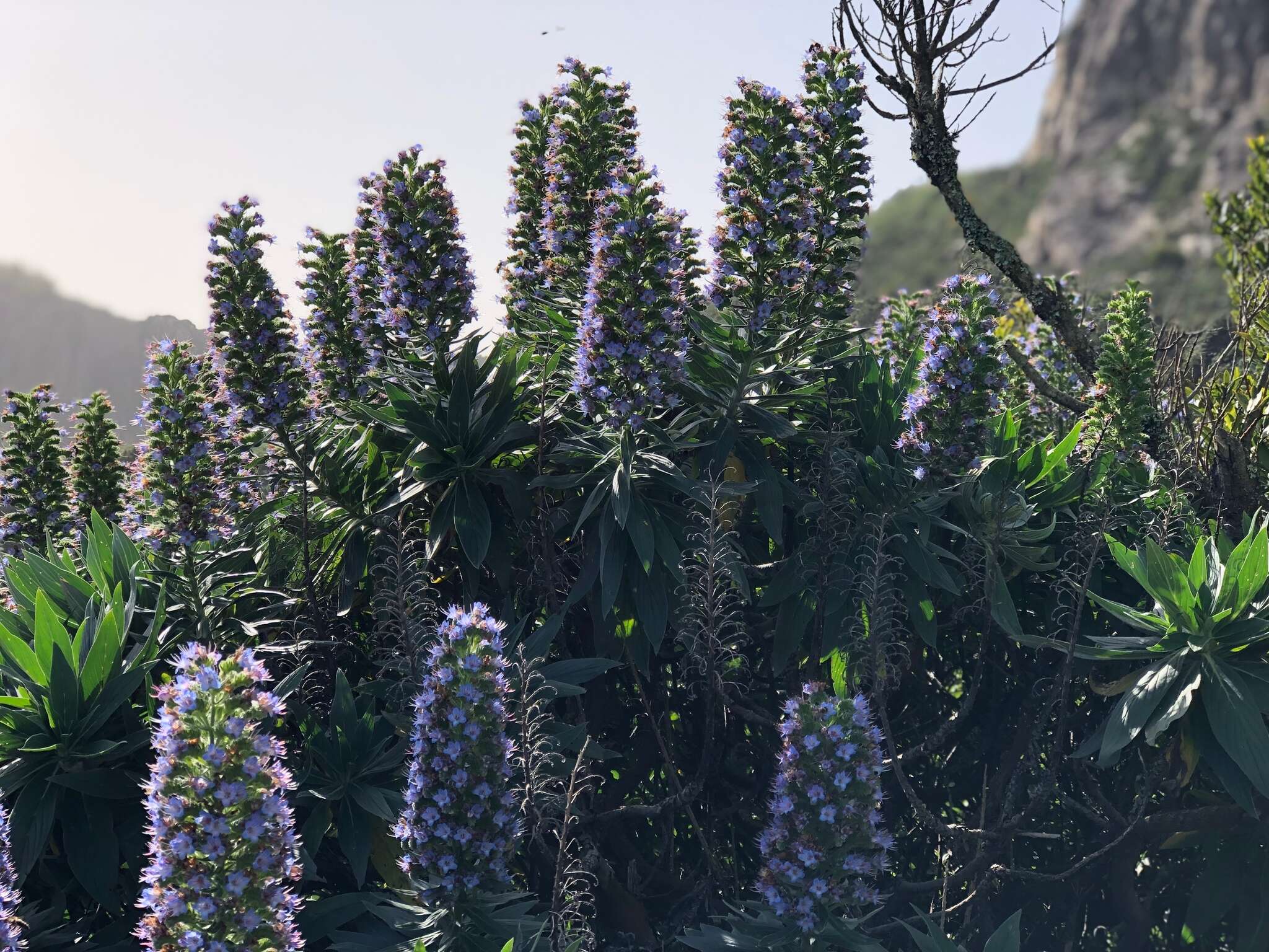 Echium acanthocarpum Svent.的圖片