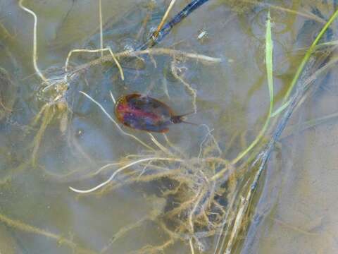 Image of Tadpole shrimp