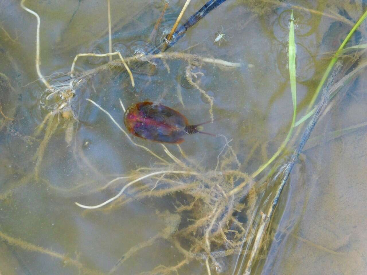 Image of Tadpole shrimp