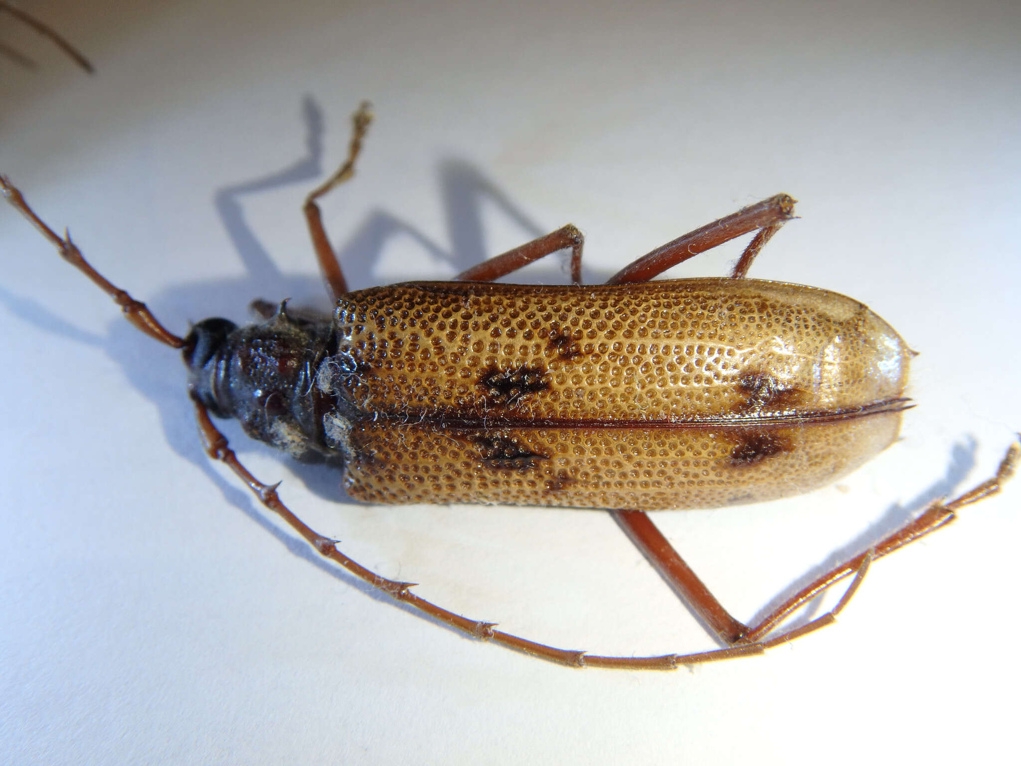 Image of Phoracantha acanthocera (MacLeay 1826)