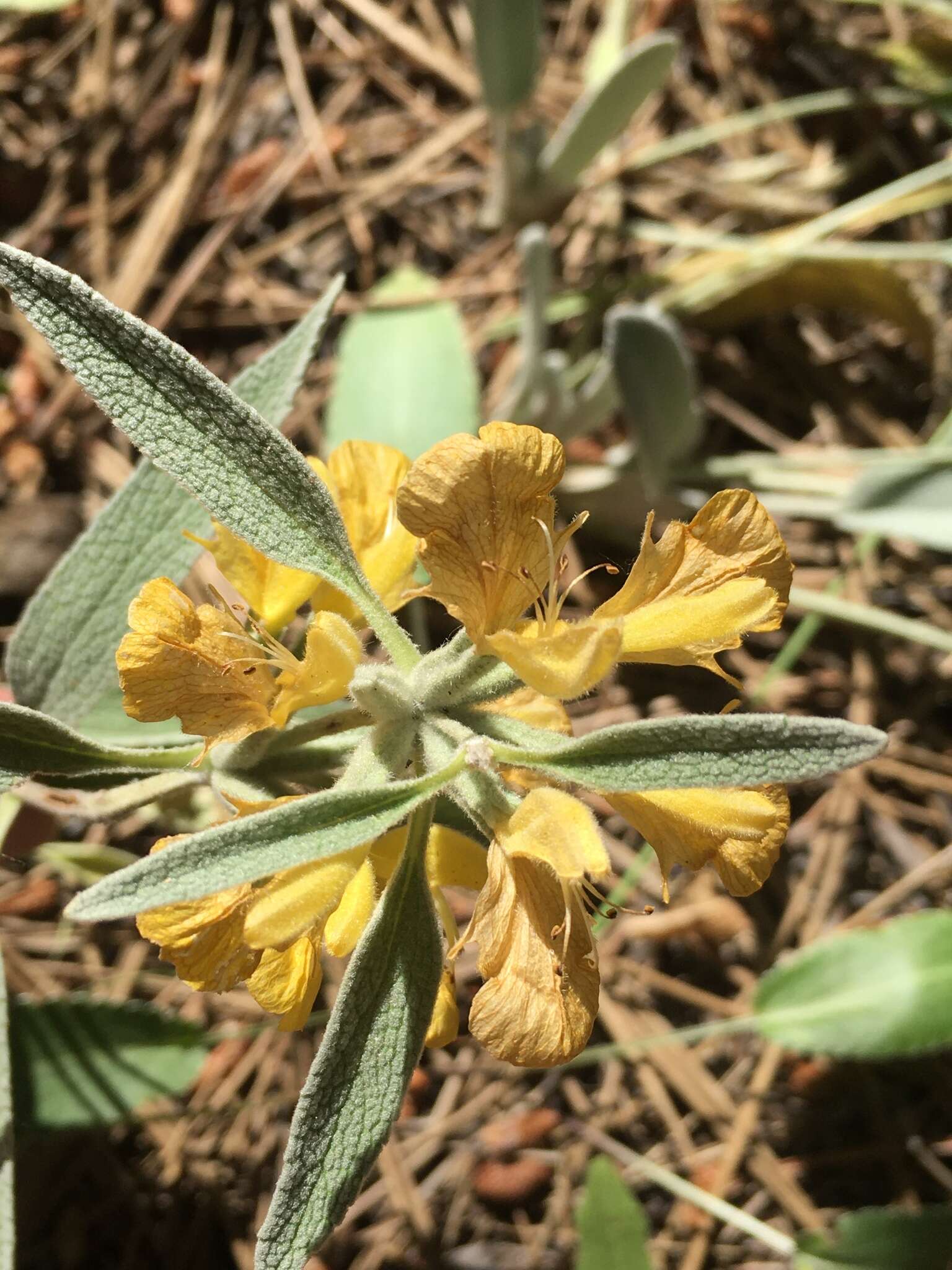 Image of Phlomis armeniaca Willd.