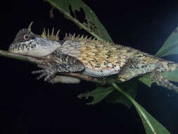 Image of Acanthosaura cardamomensis Wood, Grismer, Grismer, Neang, Chav & Holden 2010