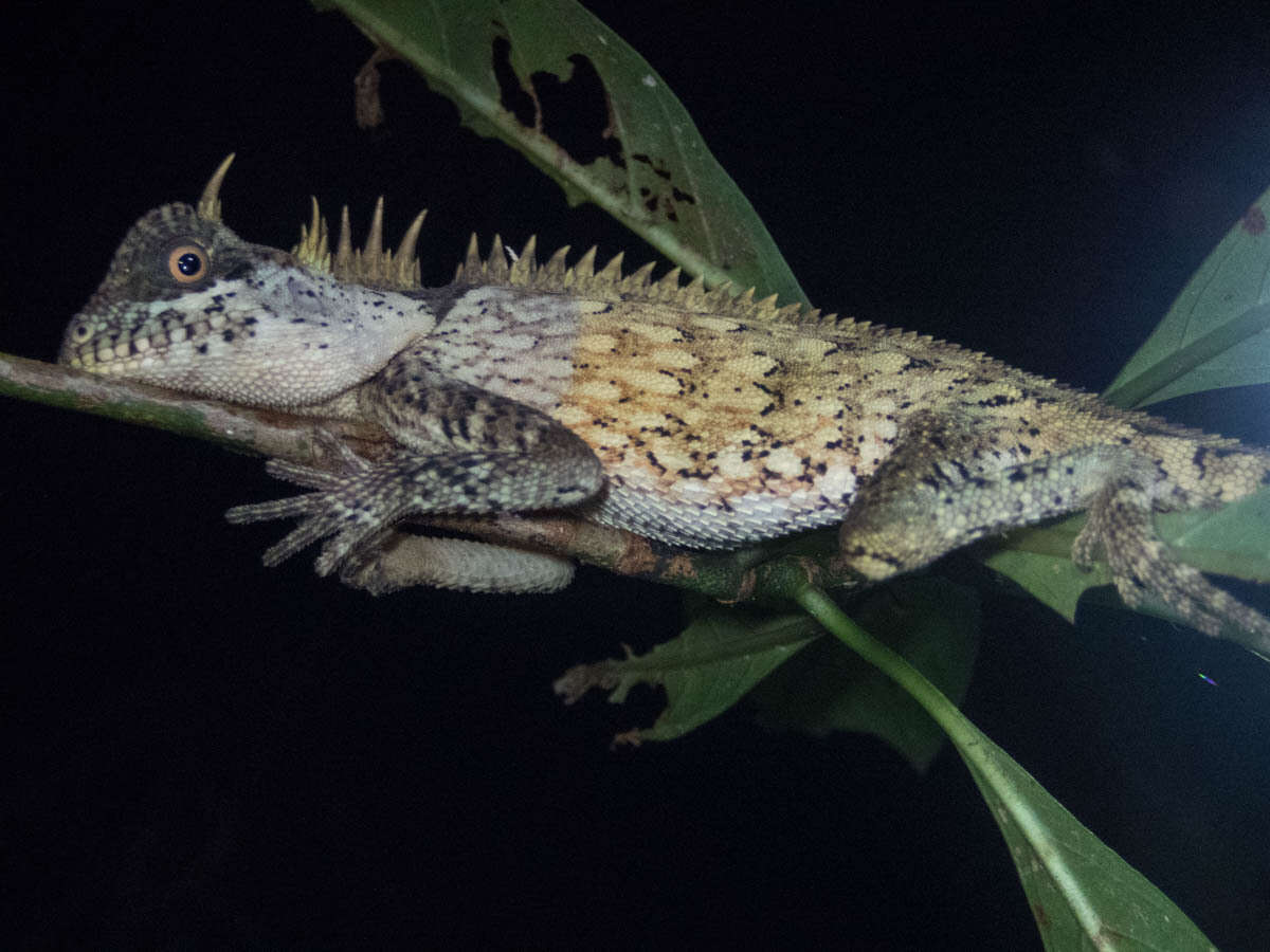 Image of Acanthosaura cardamomensis Wood, Grismer, Grismer, Neang, Chav & Holden 2010