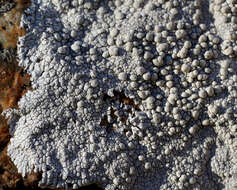 Lecanora rupicola (L.) Zahlbr. resmi