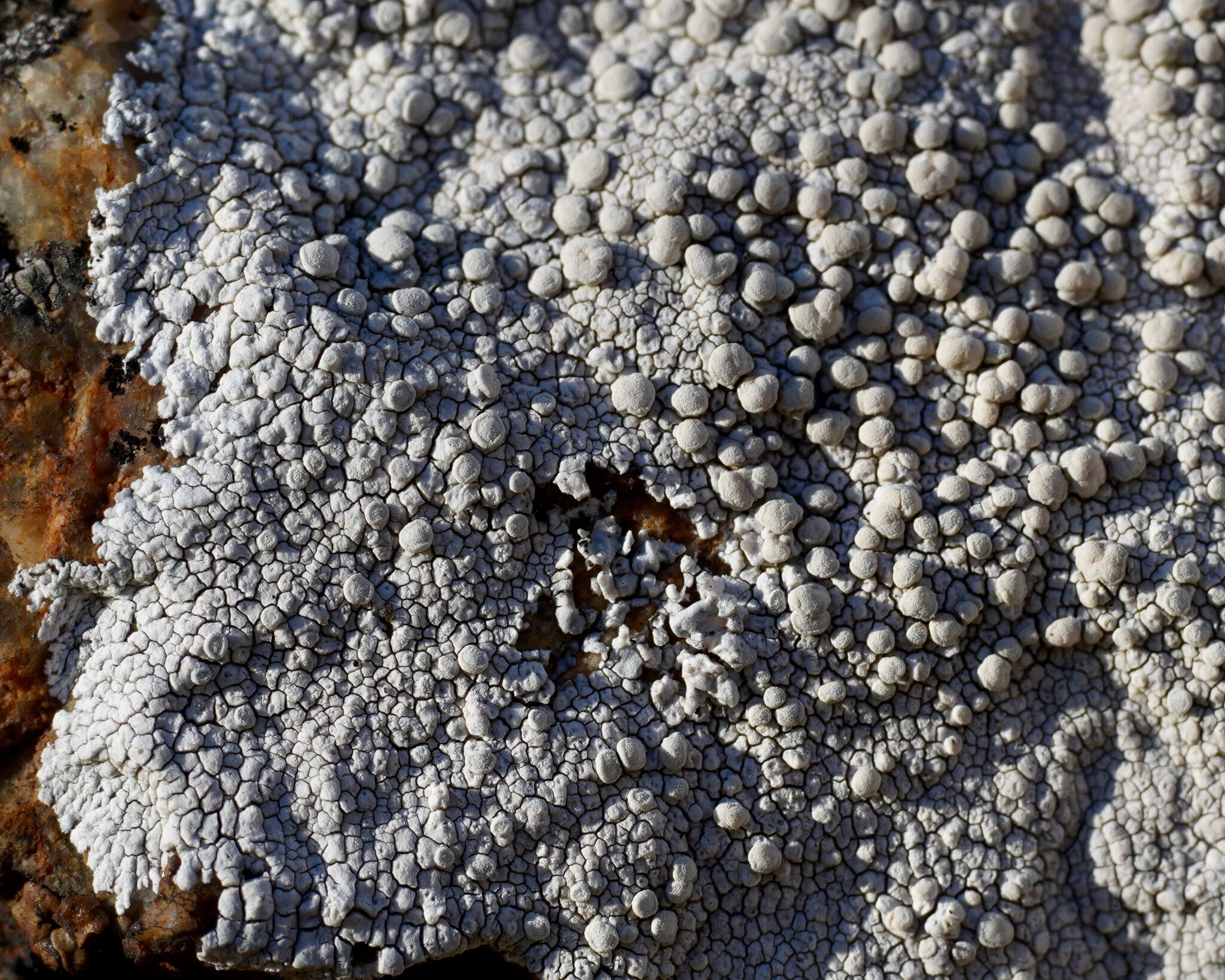 Lecanora rupicola (L.) Zahlbr. resmi