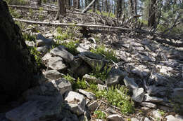 Image of Capitan Mountains alumroot