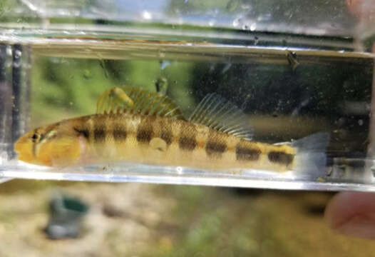 Image of Gilt Darter