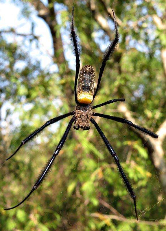 صورة Trichonephila fenestrata (Thorell 1859)