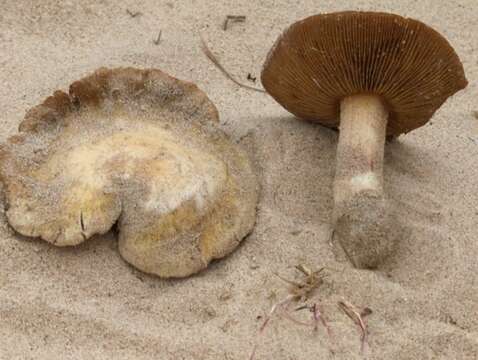 صورة Inocybe serotina Peck 1904