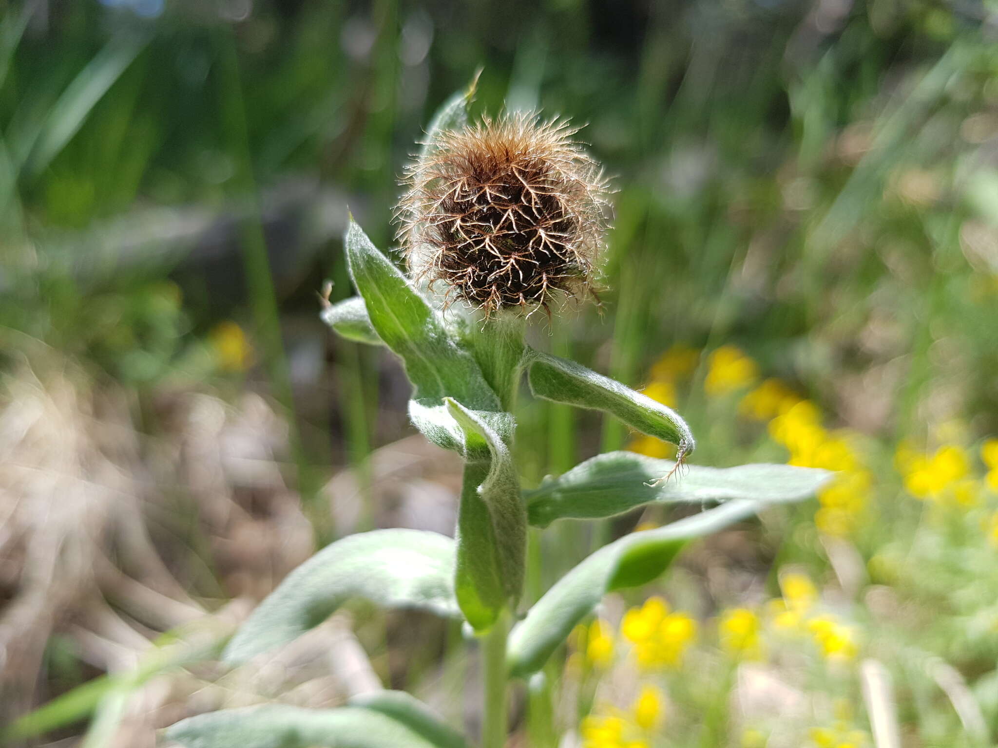 Image of singleflower knapweed