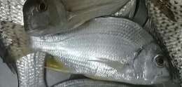 Image of Arabian yellowfin seabream