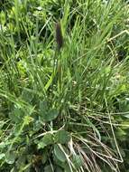 Image of Phleum alpinum subsp. alpinum