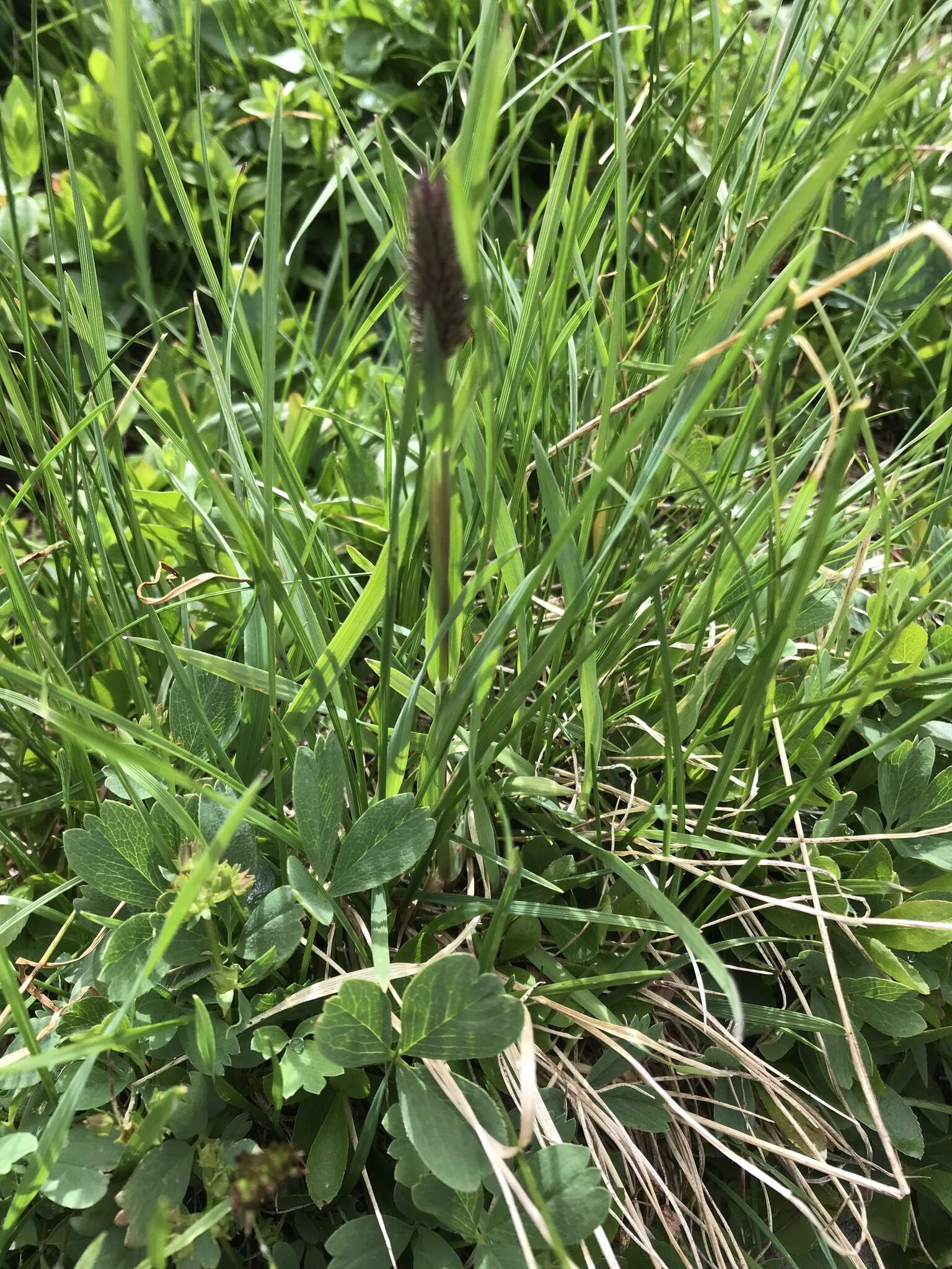 Image of Phleum alpinum subsp. alpinum