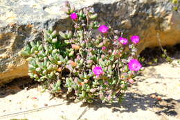 Ruschia lapidicola L. Bol. resmi