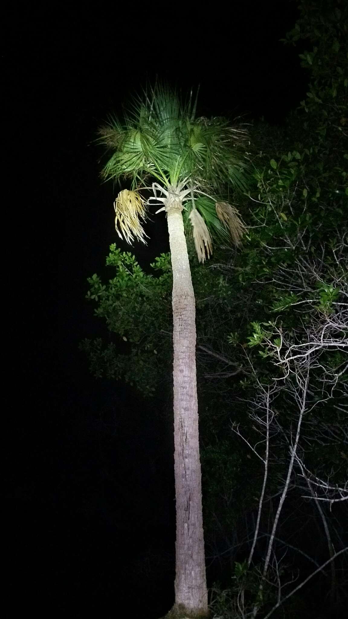 Image of Cabbage Palm