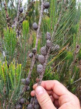 Image of Allocasuarina zephyrea L. A. S. Johnson