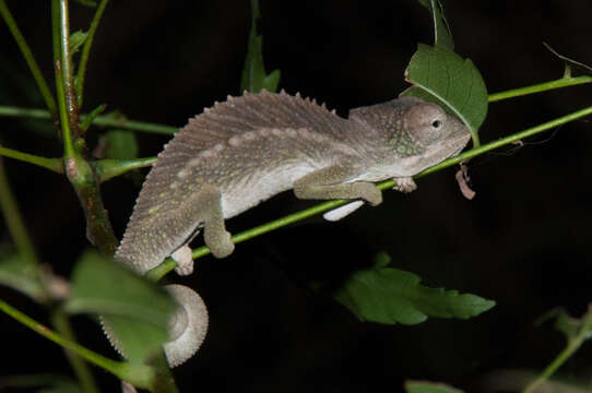 Image of Warty Chameleon