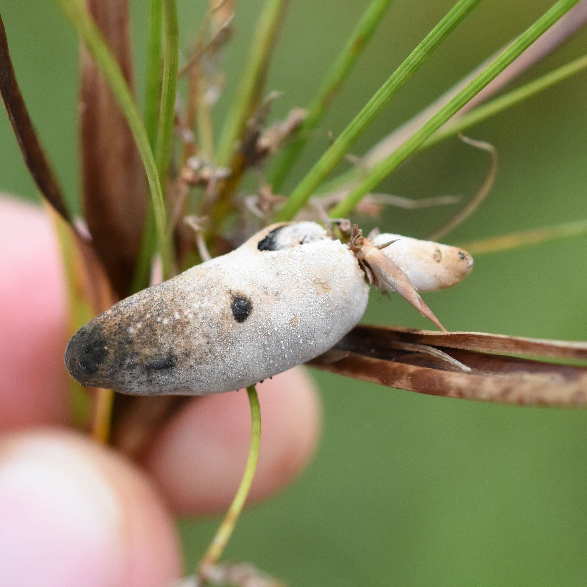 Image of Testicularia