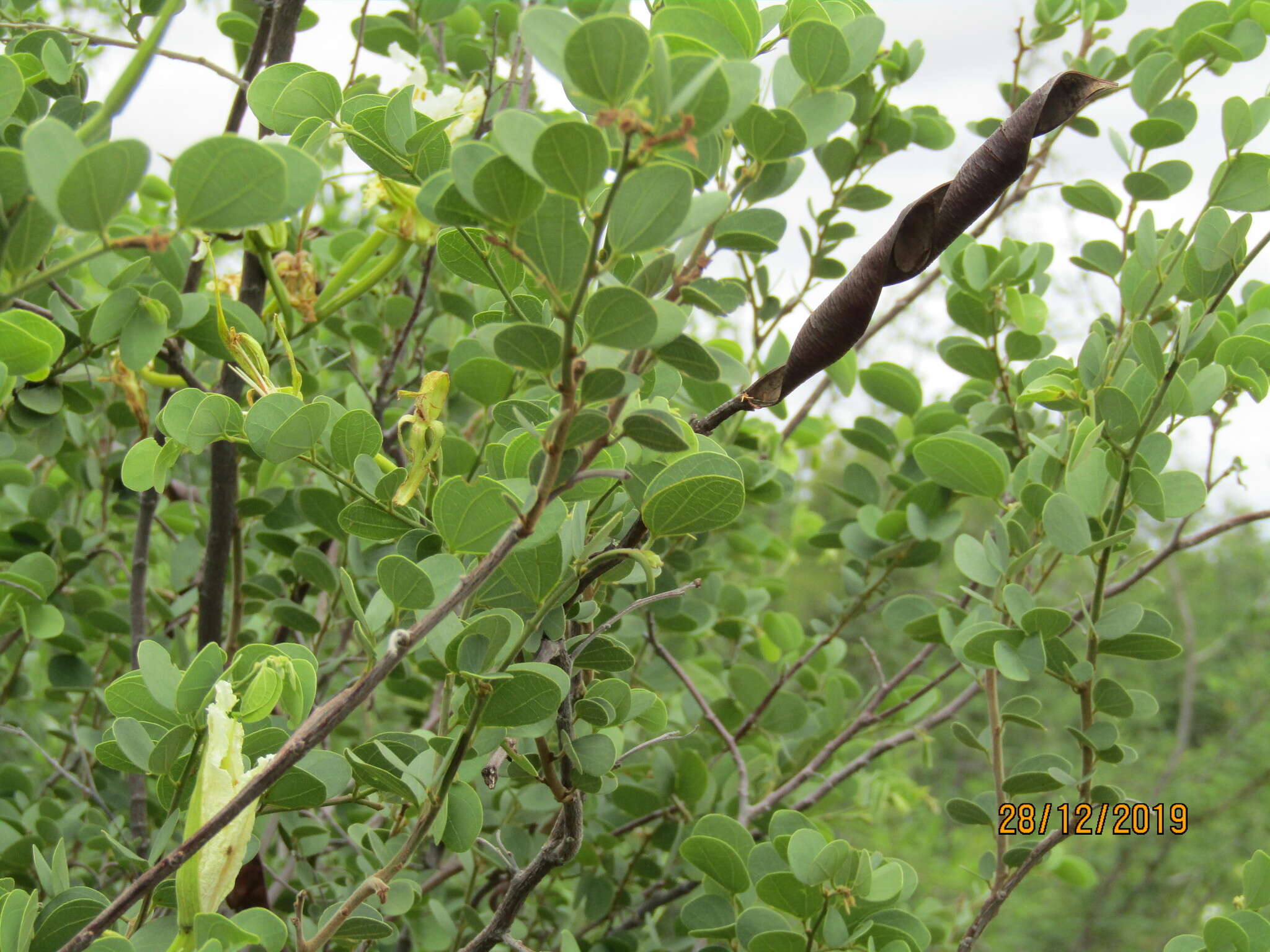 Image of Kalahari bauhinia