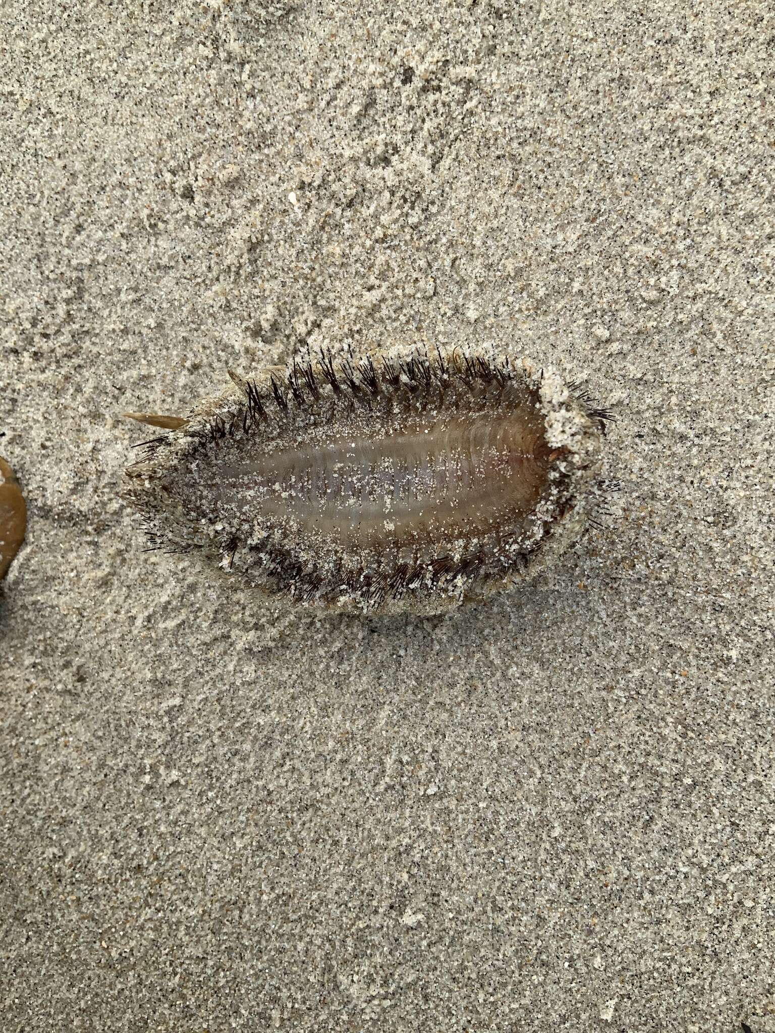 Image of Sea mouse